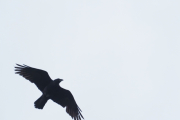 Knut 16 april 2019 - Ravn ved Ravnefjell i Sandefjord