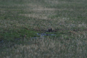 Knut 16 april 2019 - Stær som drikker og bader like ved hytta i Sandefjord