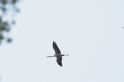 Knut 16 april 2019 - Svane over Sandefjord