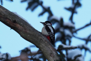 Knut 17 januar 2019 - Flaggspetten i Maridalen