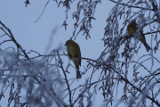Knut 17 januar 2019 - Gulspurv i Maridalen