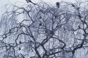 Knut 17 januar 2019 - Skjærer og Gulspurv i Maridalen