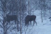 Knut 18 januar 2019 - 3 Elg i Maridalen