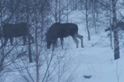 Knut 18 januar 2019 - 3 Elg i Maridalen