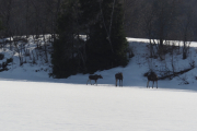 Knut 19 mars 2019 - Elgene på Maridalsvannet