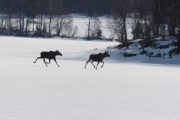 Knut 19 mars 2019 - Elgene på Maridalsvannet, nå er det jo snart kalvetid igjen