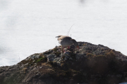 Knut 2 april 2019 - Grågås ved Maridalsvannet på yndlingssteinen sin
