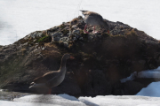 Knut 2 april 2019 - Grågås ved Maridalsvannet, de ser nok etter mat