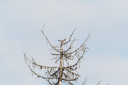 Knut 20 april 2019 - Gråtrost nedenfor Maridalen skole