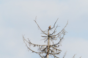 Knut 20 april 2019 - Gråtrost nedenfor Maridalen skole