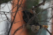 Knut 22 februar 2019 - Kaie i Botanisk hage