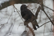 Knut 22 februar 2019 - Kaie i Botanisk hage