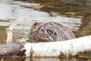 Knut 24 mars 2019 - Beverne i Maridalen er i gang igjen