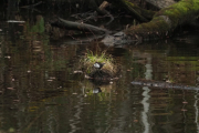 Knut 25 april 2019 - Fossekallen i elva ved Hammeren-brua