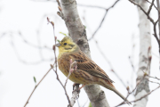 Knut 25 april 2019 - Gulspurven i Maridalen