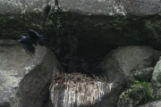 Knut 25 mai 2019 - Ravnen med 14 dagers unger i Sandefjord
