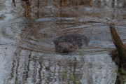 Knut 26 april 2019 - Kveldens Bevere på Dausjøbrua