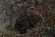 Knut 26 april 2019 - Kveldens Bevere på Dausjøbrua