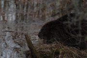 Knut 26 april 2019 - Kveldens Bevere på Dausjøbrua