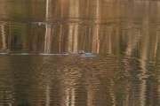 Knut 25 april 2019 - Kveldens Bevere på Dausjøbrua, her ble det mange fine bilder av Beverne