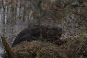 Knut 26 april 2019 - Maridalsbevern på fredagskvelden