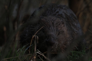 Knut 26 april 2019 - Maridalsbevern på fredagskvelden