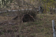 Knut 26 april 2019 - Maridalsbevern på fredagskvelden