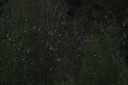 Knut 27 mai 2019 - Duene fosset ut av skogen ved Vaggestein, minst 100 stykker