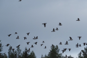 Knut 27 mai 2019 - Duene fosset ut av skogen ved Vaggestein