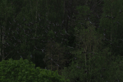 Knut 27 mai 2019 - Duene fosset ut av skogen ved Vaggestein, sikkert en rovfugl i skogen
