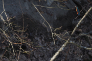 Knut 27 mars 2019 - Isfuglen i Sandvika