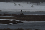 Knut 28 april 2019 - Kanadagås ved Rypetjern