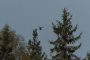 Knut 28 april 2019 - Ringdua som lander nedenfor Maridalen skole