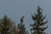 Knut 28 april 2019 - Ringdua som lander nedenfor Maridalen skole