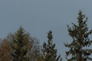 Knut 28 april 2019 - Ringdua som lander nedenfor Maridalen skole