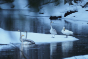 Knut 28 februar 2019 - Dagens Sangsvane