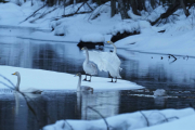 Knut 28 februar 2019 - Dagens Sangsvane