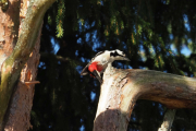 Knut 28 februar 2019 - Flaggspetten i Maridalen
