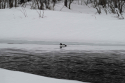Knut 28 februar 2019 Kvinand i Maridalen ved Dausjøbrua