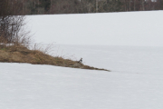 Knut 28 mars 2019 - Vipe på Skjervenjordet som også er i Maridalen