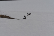Knut 28 mars 2019 - 2 Viper på Skjervenjordet nå