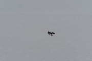 Knut 28 mars 2019 - Viper på Skjervenjordet, fortalte jeg at det også er i Maridalen?