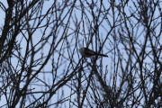 Knut 3 mars 2019 Stjertmeisen i Maridalen ved Dausjøbrua