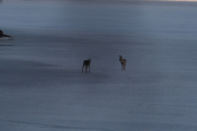 Knut 30 mars-2019 - Rådyra i Maridalen