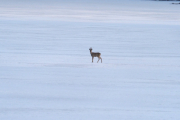 Knut 30 mars-2019 - Rådyra i Maridalen