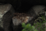 Knut 4 mai 2019 - Ravnereiret i Sandefjord, er nok bare egg der nå