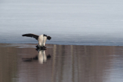 Knut 6 april 2019 - Kanadagås ved Maridalsvannet