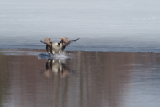 Knut 6 april 2019 - Kanadagås ved Maridalsvannet