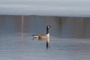 Knut 6 april 2019 - Kanadagås ved Maridalsvannet