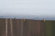 Knut 6 april 2019 - Mandarinand på Maridalsvannet